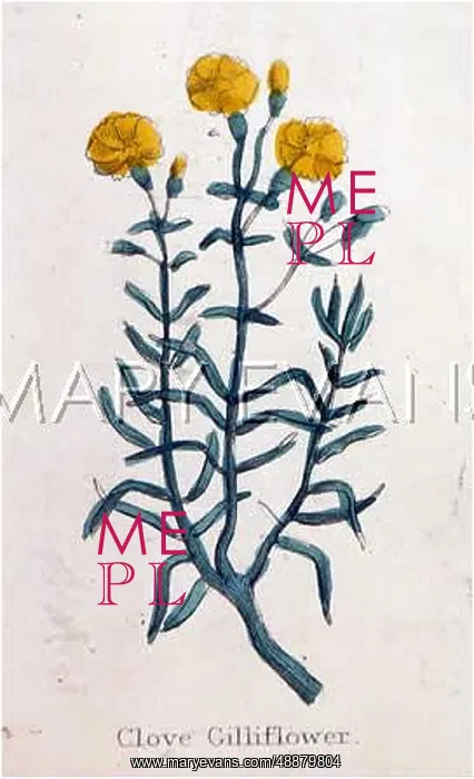  : DIANTHUS CARYOPHYLLUS
