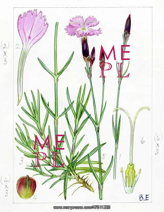  : Dianthus caryophyllus - carnation