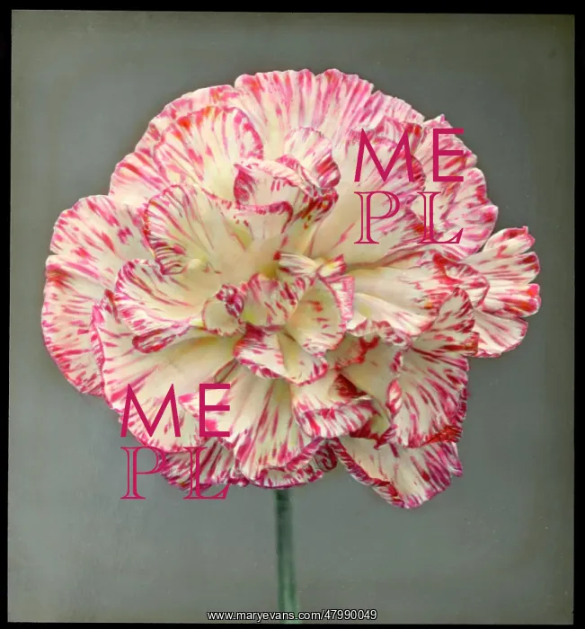 : Dianthus Caryophyllus (Carnation) : Dianthus Caryophyllus (Carnation)