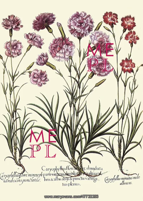 : Dianthus caryophyllus, Dianthus deltoides : Dianthus caryophyllus, Dianthus deltoides