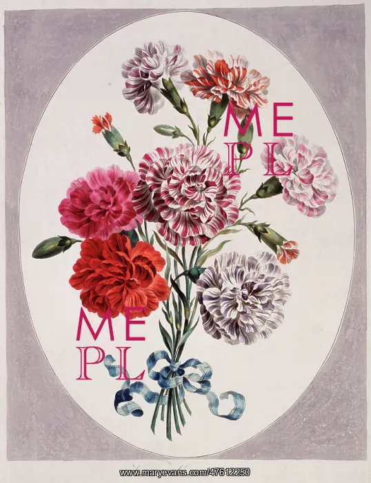  : Dianthus caryophyllus, various carnations
