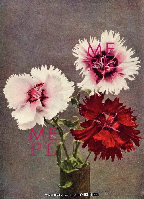 : Dianthus Chinensis, var. Heddewigii : Dianthus Chinensis, var. Heddewigii