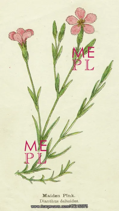  : DIANTHUS DELTOIDES