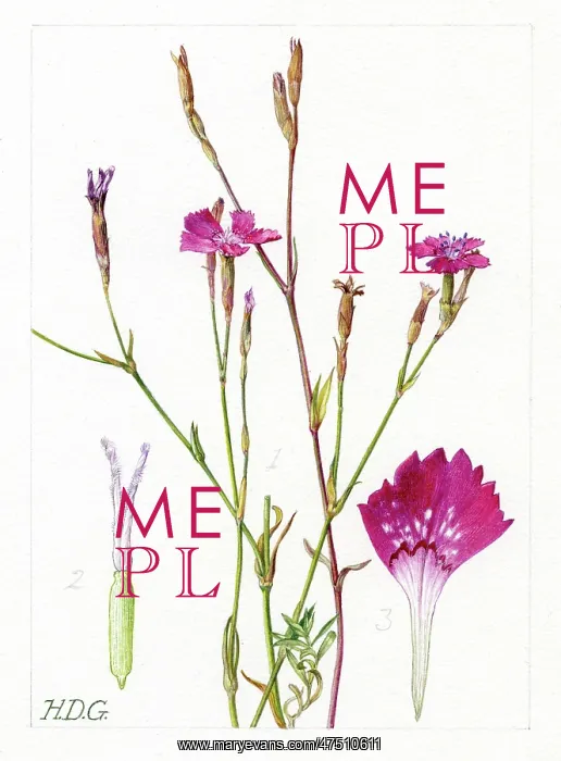 : Dianthus Deltoides - Maiden pink : Dianthus Deltoides - Maiden pink