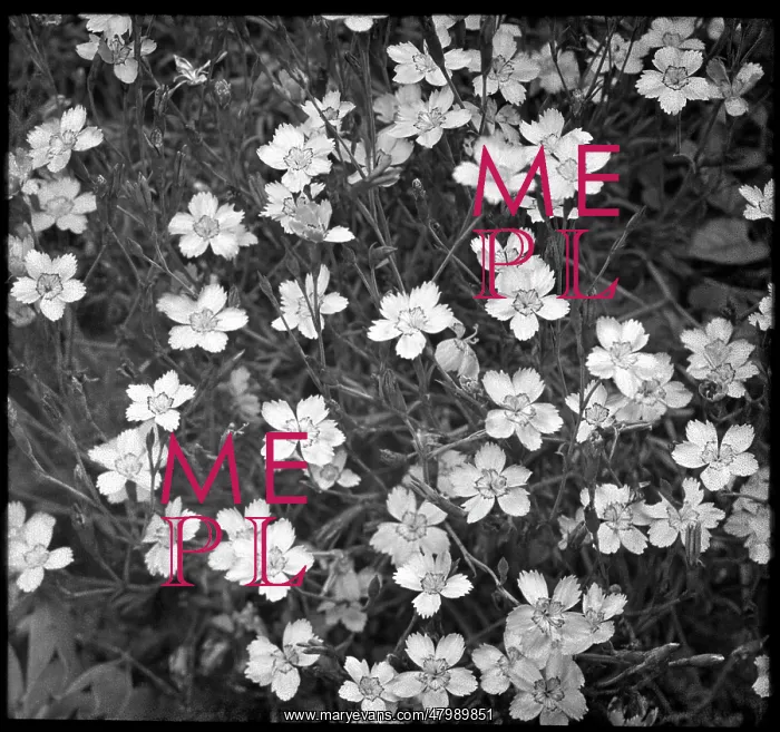 : Dianthus Deltoides (Maiden Pink) : Dianthus Deltoides (Maiden Pink)