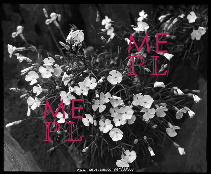 : Dianthus Frigidus : Dianthus Frigidus