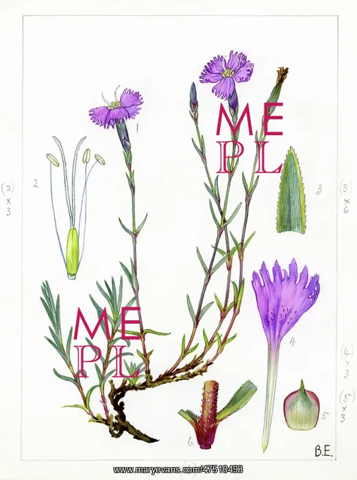 : Dianthus gallicus - Jersey pink : Dianthus gallicus - Jersey pink