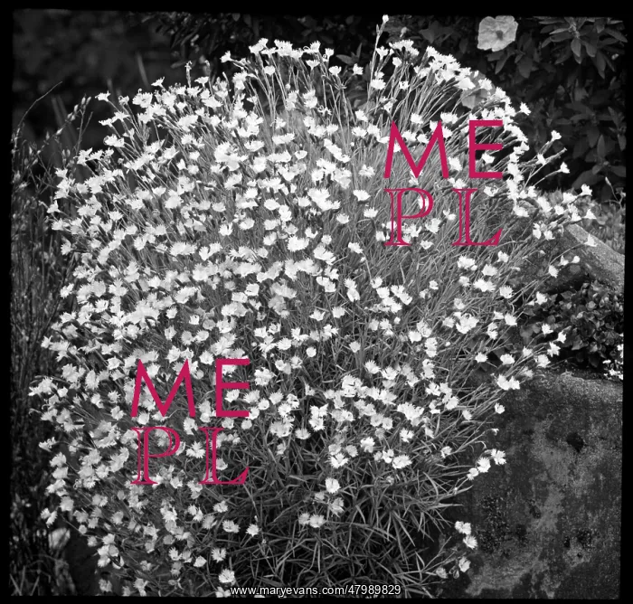 : Dianthus Hungaricus : Dianthus Hungaricus
