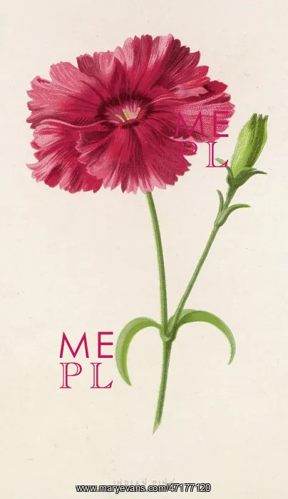  : DIANTHUS / INDIAN PINK 19C