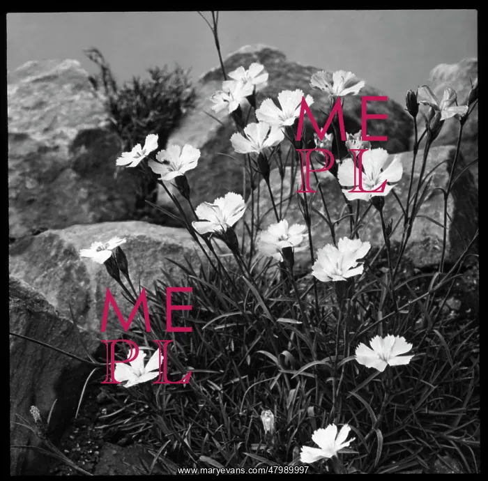 : Dianthus Neglectus (Alpine Pink) : Dianthus Neglectus (Alpine Pink)