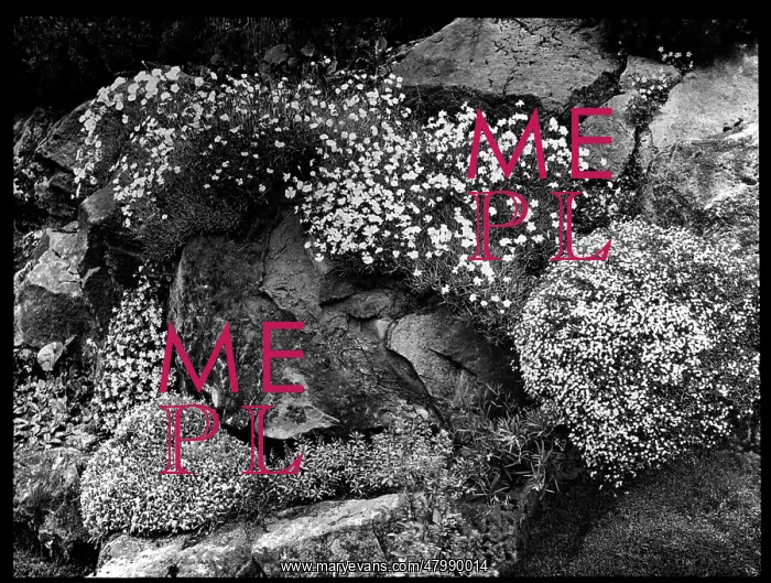 : Dianthus on an outcrop : Dianthus on an outcrop