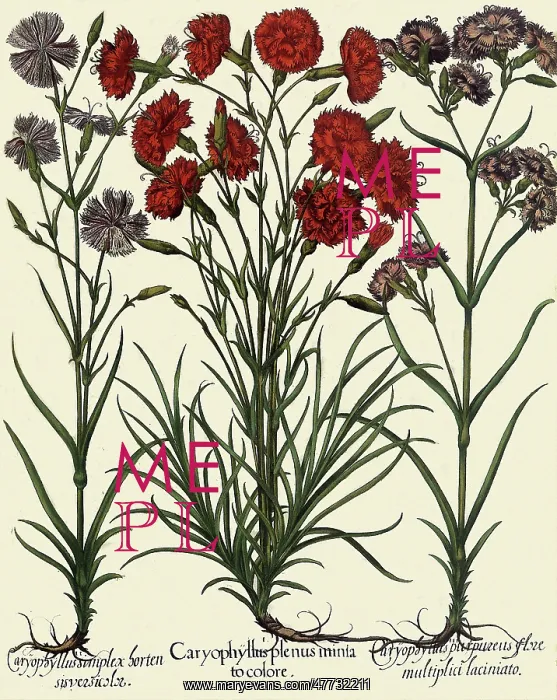  : Dianthus plumarius