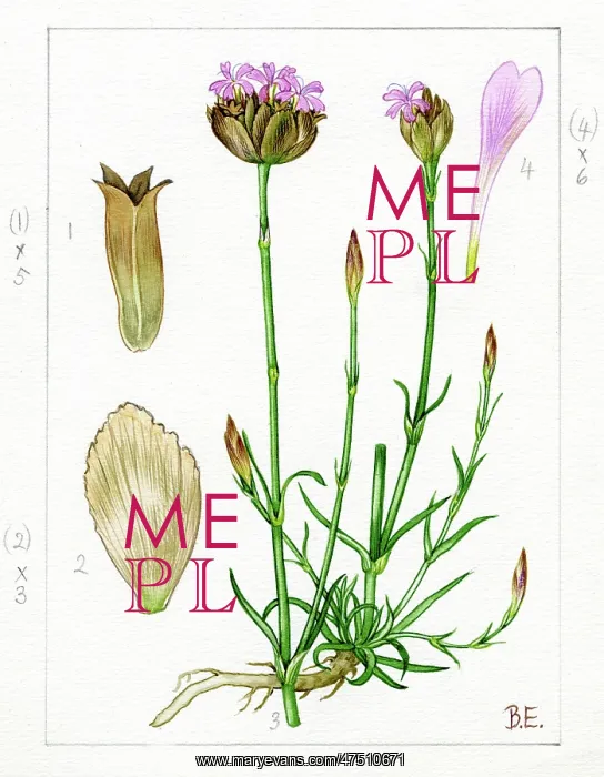 : Dianthus prolifer : Dianthus prolifer