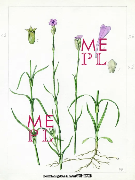: Dianthus prolifer : Dianthus prolifer