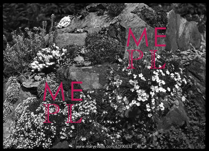 : Dianthus in a rocky setting : Dianthus in a rocky setting