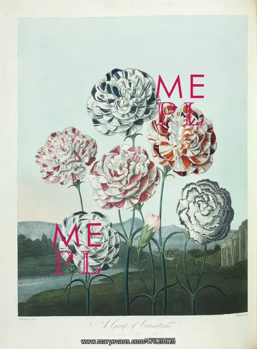 : Dianthus sp. Carnations : Dianthus sp. Carnations