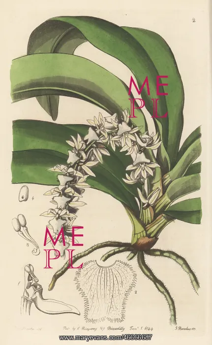 : Diaphananthe pellucida orchid : Diaphananthe pellucida orchid