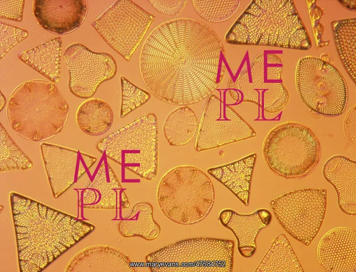 : Diatoms. Selected slide of a group of fossil diatoms collected : Diatoms. Selected slide of a group of fossil diatoms collected