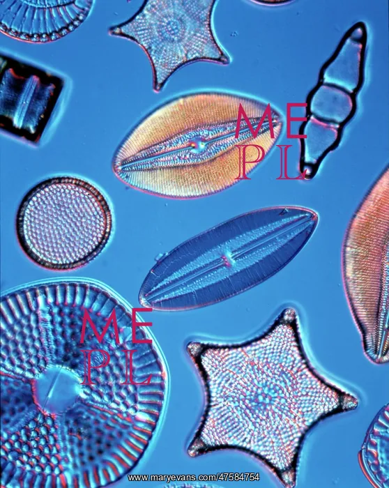 : Diatoms. Selected slide of a group of fossil diatoms : Diatoms. Selected slide of a group of fossil diatoms