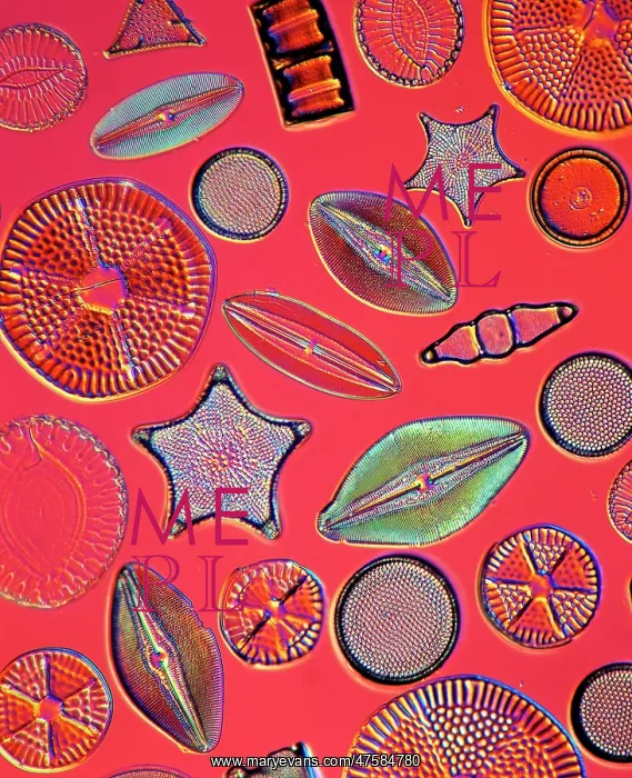 : Diatoms. Selected slide of a group of fossil diatoms collected : Diatoms. Selected slide of a group of fossil diatoms collected