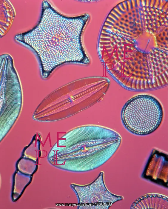 : Diatoms. Selected slide of a group of fossil diatoms collected : Diatoms. Selected slide of a group of fossil diatoms collected