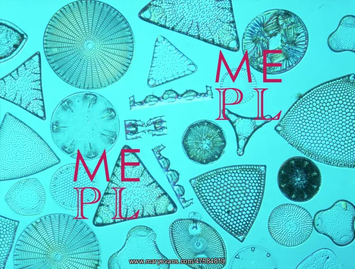 : Diatoms. Selected slide of a group of fossil diatoms collected : Diatoms. Selected slide of a group of fossil diatoms collected