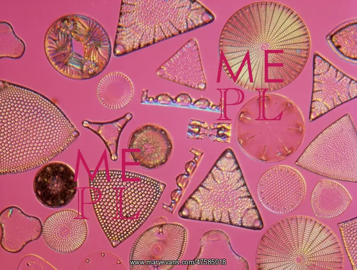 : Diatoms. Selected slide of a group of fossil diatoms collected : Diatoms. Selected slide of a group of fossil diatoms collected