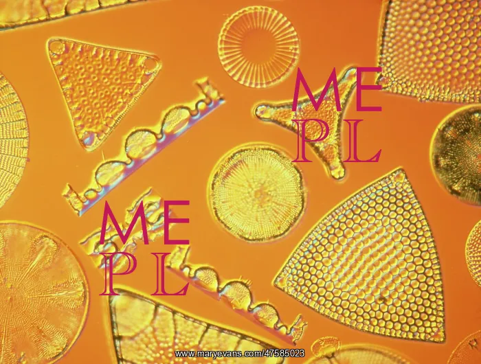 : Diatoms. Selected slide of a group of fossil diatoms collected : Diatoms. Selected slide of a group of fossil diatoms collected