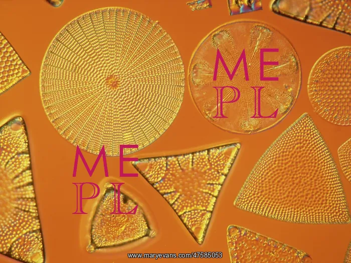  : Diatoms. Selected slide of a group of fossil diatoms collected