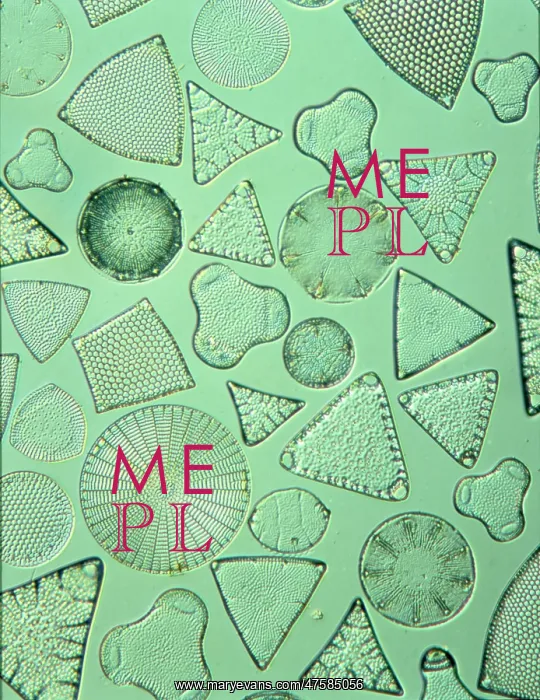 : Diatoms. Selected slide of a group of fossil diatoms collected : Diatoms. Selected slide of a group of fossil diatoms collected