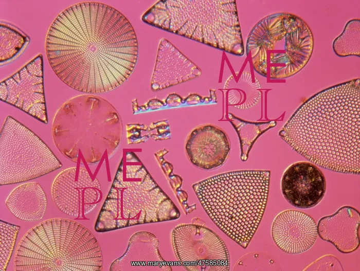  : Diatoms. Selected slide of a group of fossil diatoms collected
