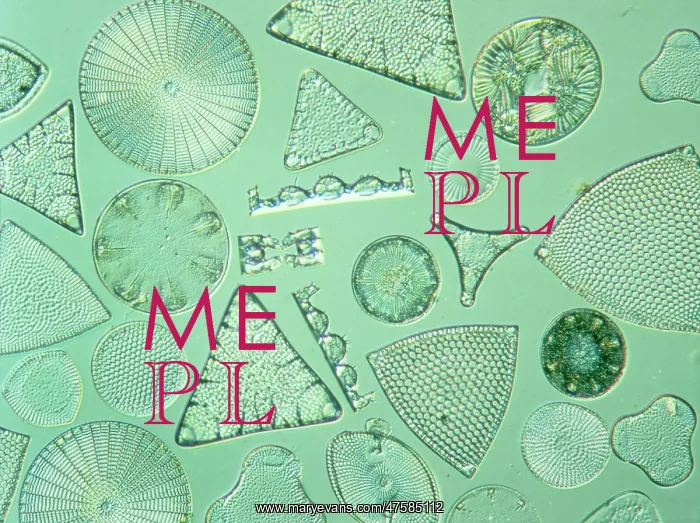 : Diatoms. Selected slide of a group of fossil diatoms collected : Diatoms. Selected slide of a group of fossil diatoms collected