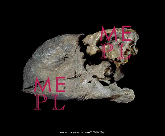 : Diatryma steini skull : Diatryma steini skull