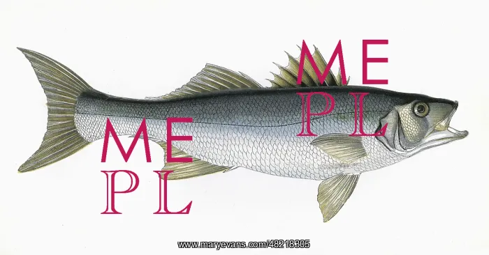 : Dicentrarchus labrax, or European seabass : Dicentrarchus labrax, or European seabass