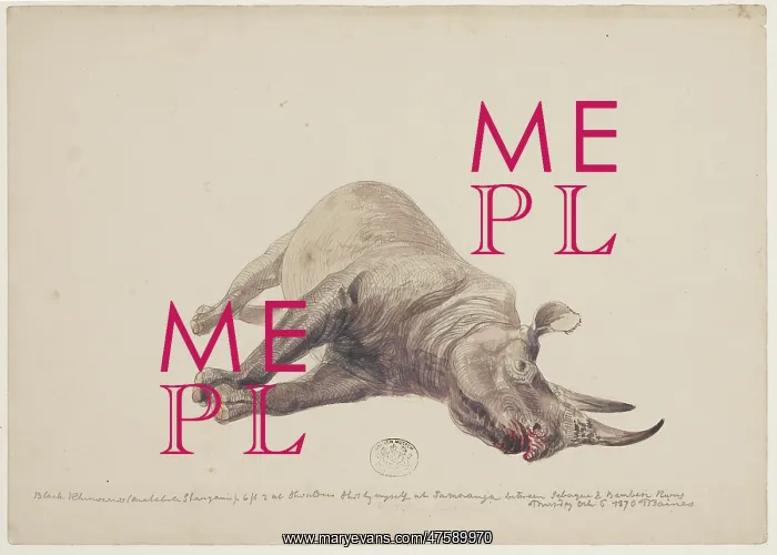 : Diceros bicornis, black rhinoceros : Diceros bicornis, black rhinoceros