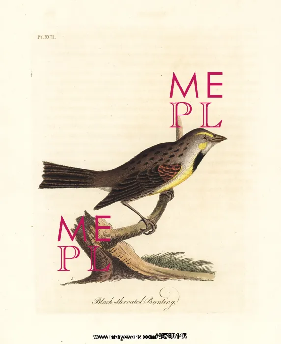 : Dickcissel, Spiza americana : Dickcissel, Spiza americana