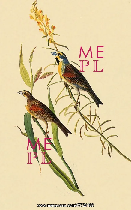  : Dickcissel, Spiza americana