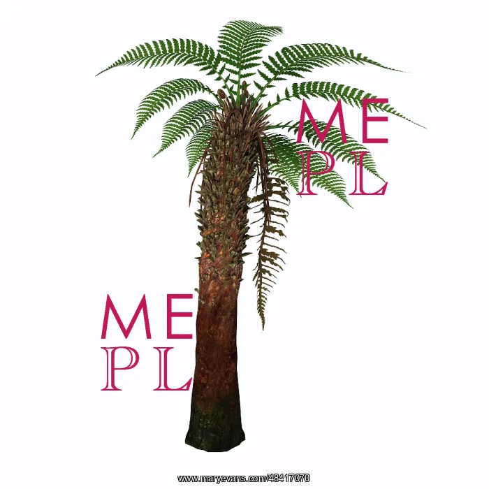 : Dicksonia antarctica tree fern : Dicksonia antarctica tree fern