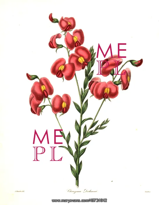 : Dickson's chirozema, Chorizema dicksonii : Dickson's chirozema, Chorizema dicksonii