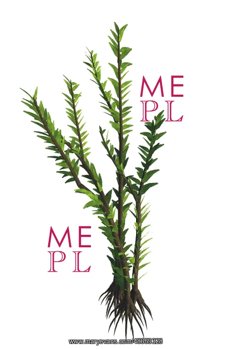 : Dicroidium seed plant from the Mesozoic Era : Dicroidium seed plant from the Mesozoic Era