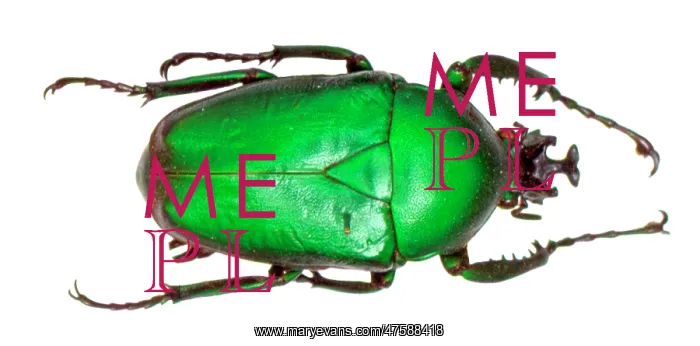 : Dicronorhina sp. rose chafer beetle : Dicronorhina sp. rose chafer beetle
