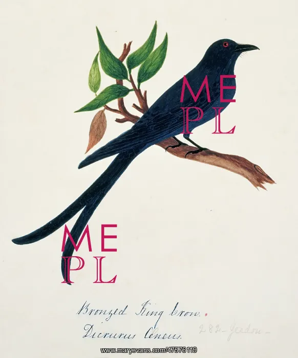 : Dicrurus aeneus, bronzed drongo : Dicrurus aeneus, bronzed drongo