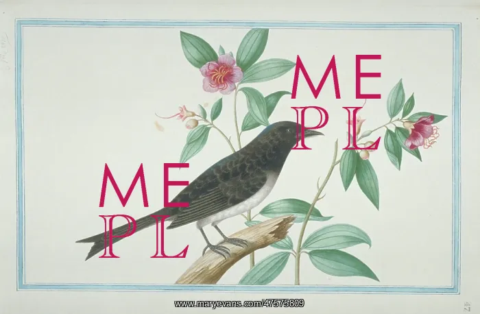 : Dicrurus caerulescens, white-bellied drongo : Dicrurus caerulescens, white-bellied drongo