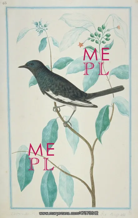 : Dicrurus caerulescens, white-bellied drongo : Dicrurus caerulescens, white-bellied drongo