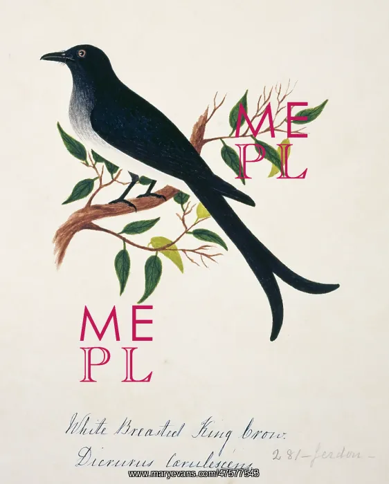 : Dicrurus caerulescens, white-bellied drongo : Dicrurus caerulescens, white-bellied drongo