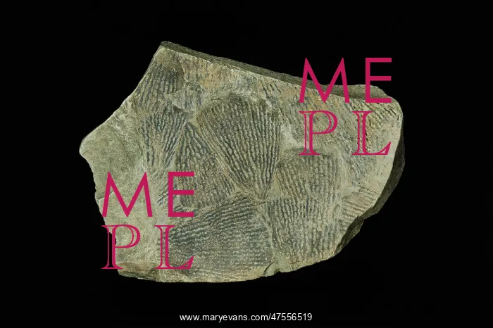 : Dictyonema flabelliforme, gaptolite : Dictyonema flabelliforme, gaptolite