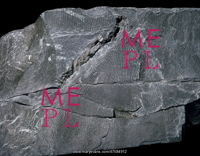: Dictyonema, graptolite : Dictyonema, graptolite