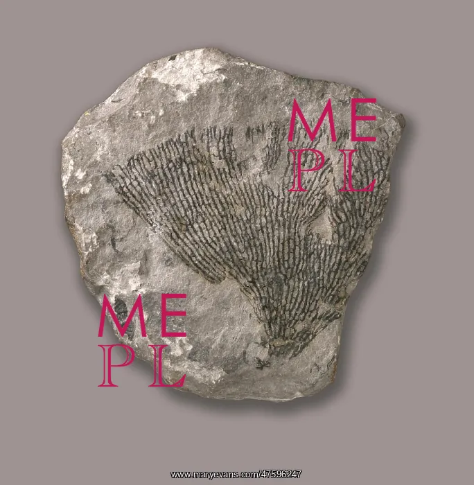 : Dictyonema retiforme, grapolite : Dictyonema retiforme, grapolite