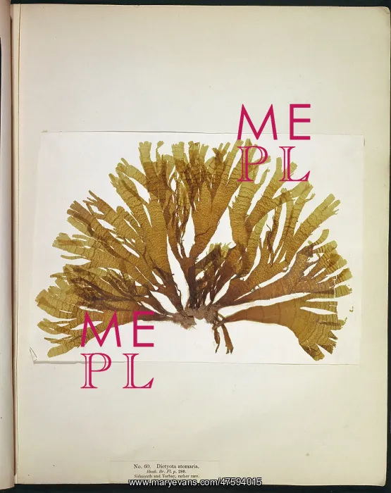 : Dictyota atomaria, seaweed : Dictyota atomaria, seaweed