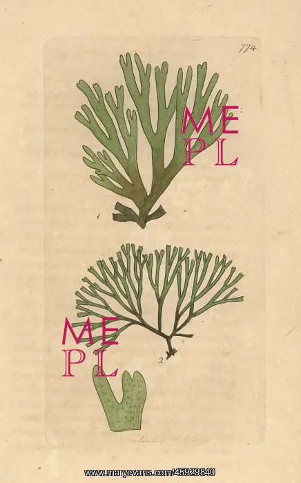 : Dictyota dichotoma : Dictyota dichotoma